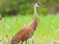 A928792c  Sandhill Crane (Antigone canadensis)