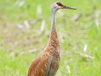 A928816c  Sandhill Crane (Antigone canadensis)