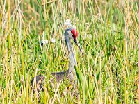 A928978c  Sandhill Crane (Antigone canadensis) - on nest