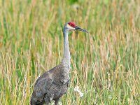 A928992c  Sandhill Crane (Antigone canadensis) - beside nest