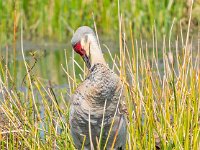 A929064c  Sandhill Crane (Antigone canadensis)