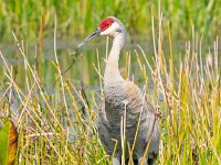 A929065c  Sandhill Crane (Antigone canadensis)