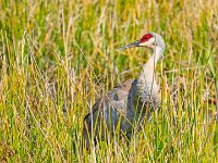 A929070c  Sandhill Crane (Antigone canadensis)