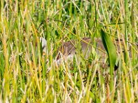 A929724c  Sandhill Crane (Antigone canadensis) with newly hatched chick