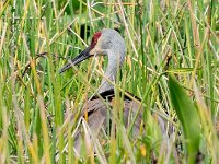 A929847c  Sandhill Crane (Antigone canadensis) with newly hatched chick