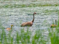 DSC2110c  Sandhill Crane (Antigone canadensis) - pair with colt