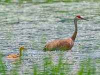 DSC2110c2  Sandhill Crane (Antigone canadensis) - adult with colt