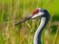 DSC5510c  Sandhill Crane (Antigone canadensis)