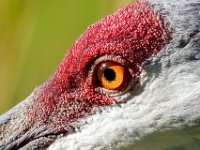 DSC5510cw2  Sandhill Crane (Antigone canadensis)