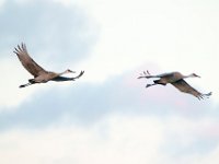 DSC5625c  Sandhill Cranes (Antigone canadensis)