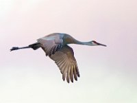 DSC5630c  Sandhill Crane (Antigone canadensis)