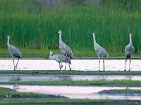 DSC5644c  Sandhill Cranes (Antigone canadensis)