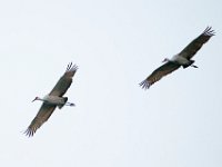 DSC5648c  Sandhill Cranes (Antigone canadensis)