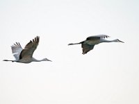 DSC5656c  Sandhill Cranes (Antigone canadensis)