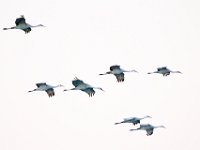 DSC5666c  Sandhill Cranes (Antigone canadensis)