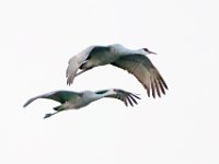 DSC5678c  Sandhill Cranes (Antigone canadensis)