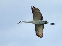 DSC5685c  Sandhill Crane (Antigone canadensis)