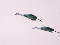 DSC5700c  Sandhill Cranes (Antigone canadensis)