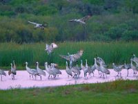 DSC5710c  Sandhill Cranes (Antigone canadensis)