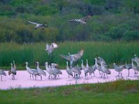 DSC5710cw  Sandhill Cranes (Antigone canadensis)