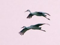 DSC5715c  Sandhill Cranes (Antigone canadensis)