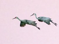 DSC5731c2  Sandhill Cranes (Antigone canadensis)