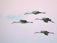 DSC5750c  Sandhill Cranes (Antigone canadensis)