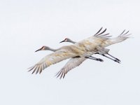 MG 1657c  Sandhill Cranes (Antigone canadensis)