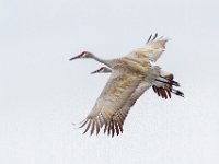 MG 1661c  Sandhill Cranes (Antigone canadensis)