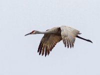 MG 1664c  Sandhill Crane (Antigone canadensis)