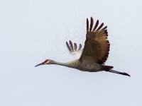 MG 1665c  Sandhill Crane (Antigone canadensis)