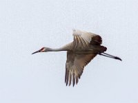 MG 1667c  Sandhill Crane (Antigone canadensis)