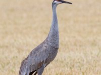 MG 1670c  Sandhill Crane (Antigone canadensis)