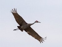 MG 1823c  Sandhill Crane (Antigone canadensis)