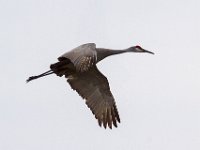 MG 1825c  Sandhill Crane (Antigone canadensis)