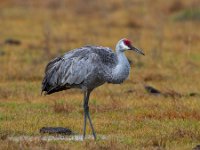 MG 2300c  Sandhill Crane (Antigone canadensis)