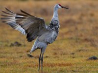 MG 2304c  Sandhill Crane (Antigone canadensis)