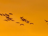 MG 2746c  Sandhill Cranes (Antigone canadensis)