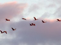 MG 2755c  Sandhill Cranes (Antigone canadensis)