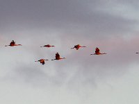 MG 2757c  Sandhill Cranes (Antigone canadensis)