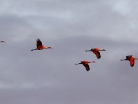 MG 2760c  Sandhill Cranes (Antigone canadensis)