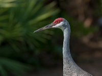 Q0I1580c  Sandhill Crane (Antigone canadensis)