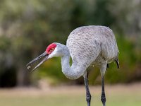 Q0I1797c  Sandhill Crane (Antigone canadensis)