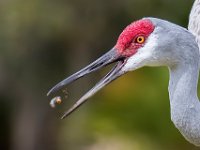 Q0I1797c2  Sandhill Crane (Antigone canadensis)