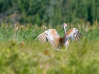 Q0I2770c  Sandhill Crane (Antigone canadensis) - adult with chick (first recorded nesting in the Adirondacks)