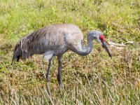 Q0I3862c  Sandhill Crane (Antigone canadensis)