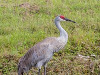 Q0I3863c  Sandhill Crane (Antigone canadensis)