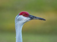 Q0I4315c  Sandhill Crane (Antigone canadensis)