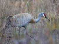 Q0I6100c  Sandhill Crane (Antigone canadensis)