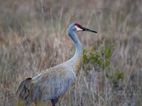 Q0I6101c  Sandhill Crane (Antigone canadensis)